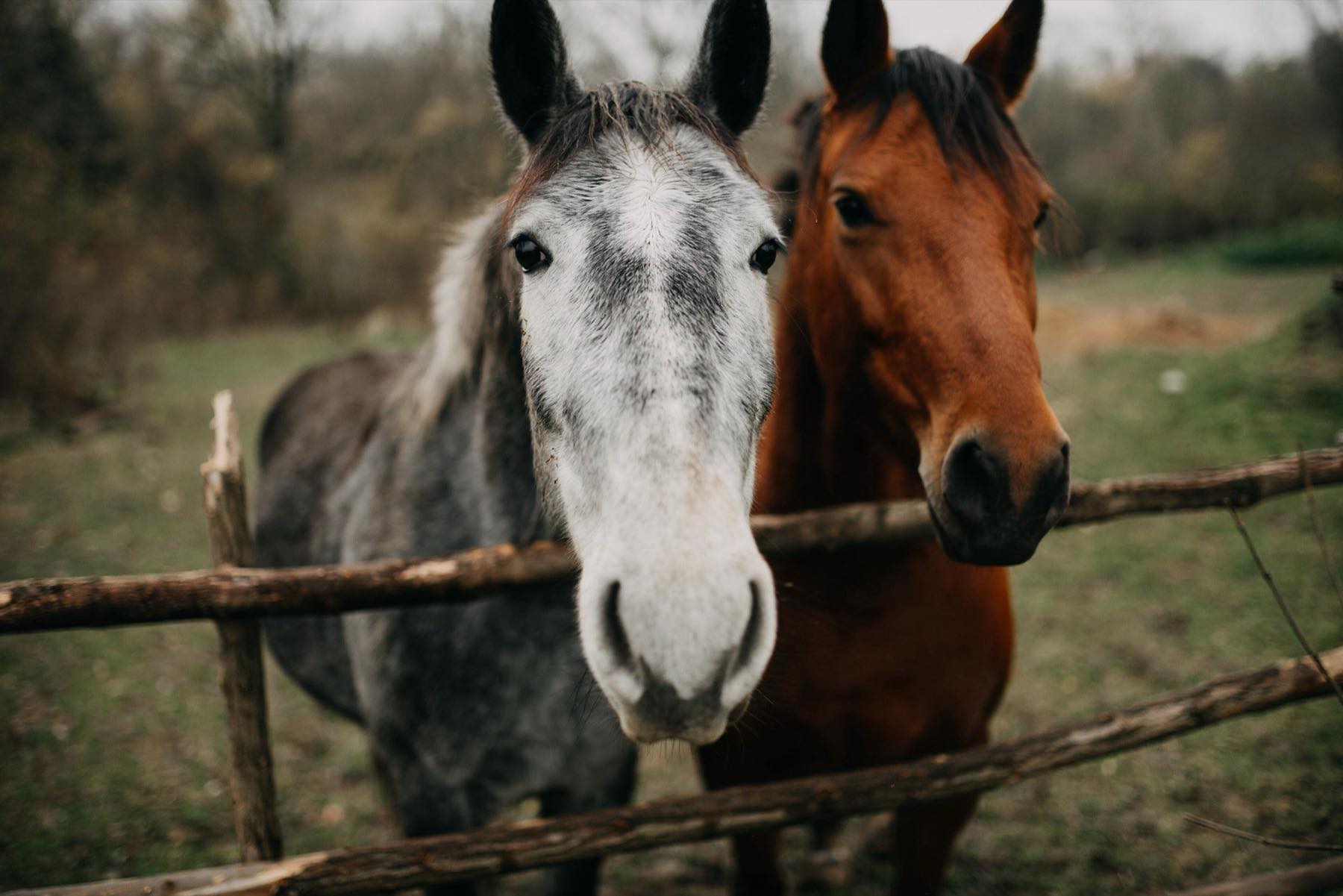Horses along a fence line in the rural Surrey Ridge community